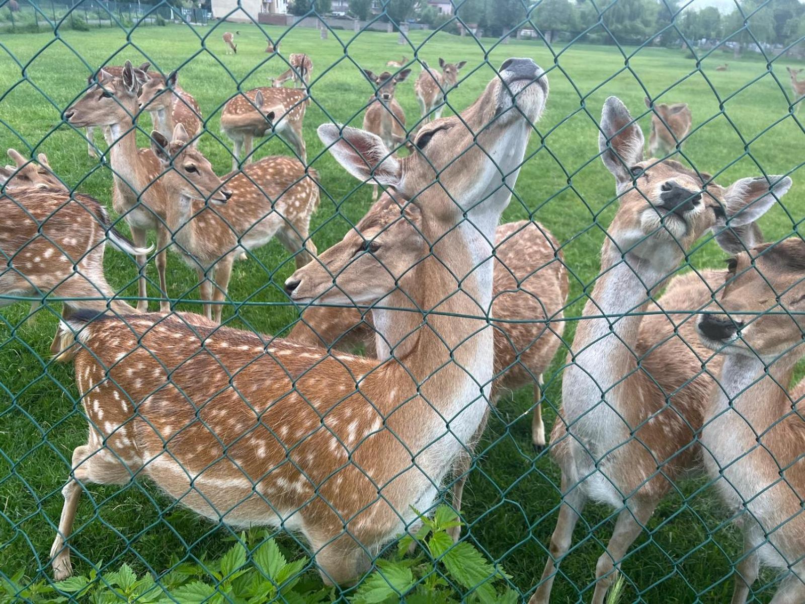 ホテル ウビトヴァニ ニコル ブルノ エクステリア 写真