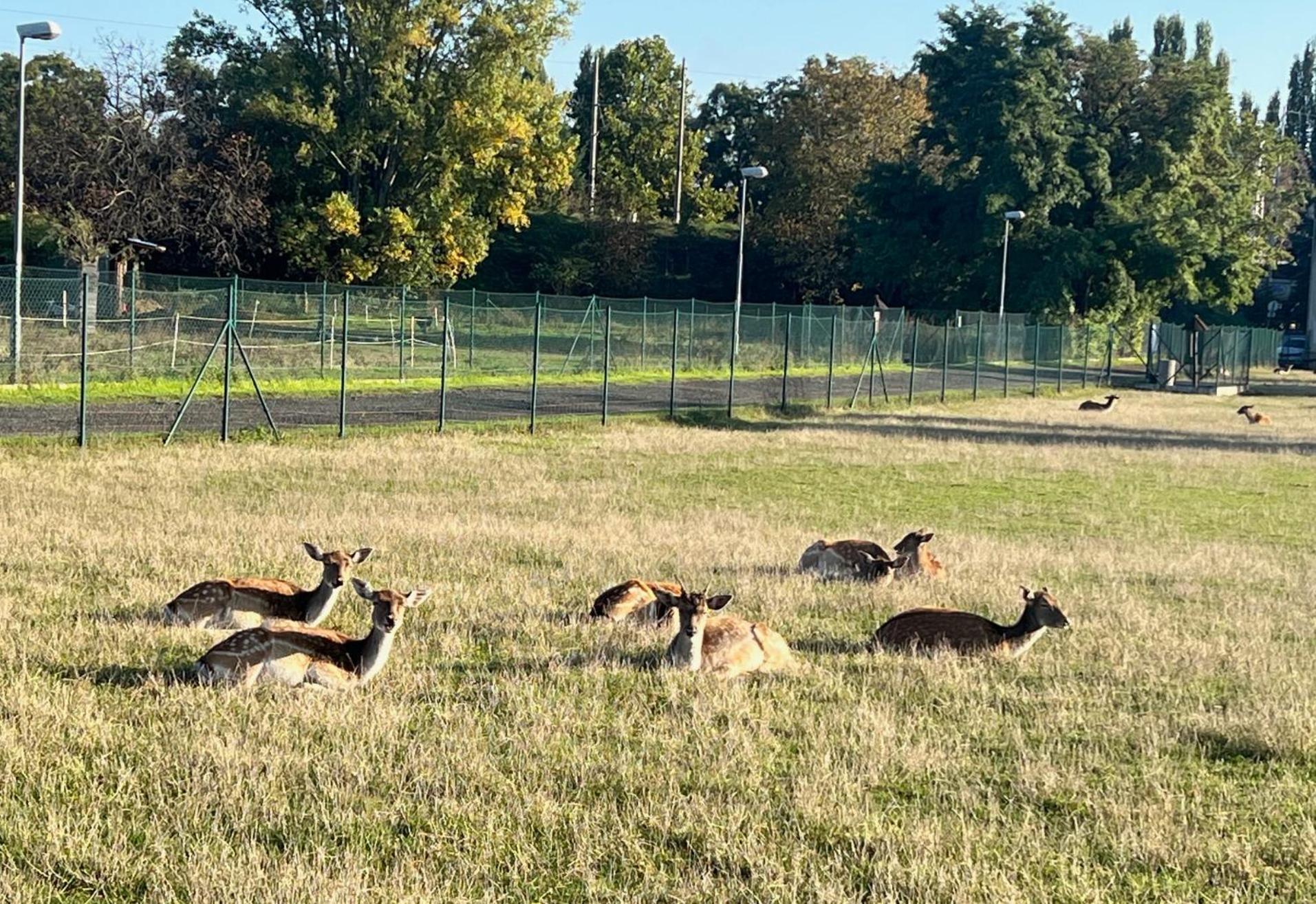 ホテル ウビトヴァニ ニコル ブルノ エクステリア 写真